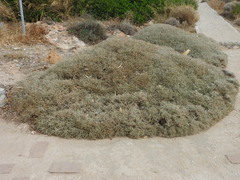 Centaurea spinosa