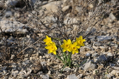 Narcissus assoanus
