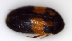 Attagenus rufiventris