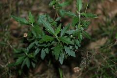 Centratherum riparium