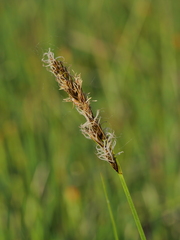 Carex disticha