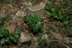 Barleria repens