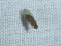 Drosophila busckii
