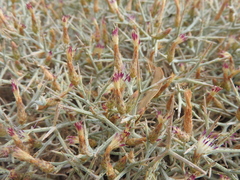 Centaurea spinosa