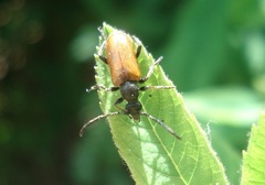 Pseudovadonia livida