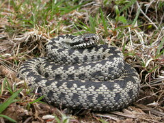 Vipera berus