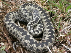Vipera berus