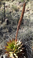 Aloe broomii