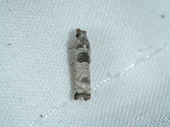 Spilonota constrictana