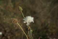 Scabiosa praemontana