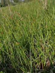 Carex disticha