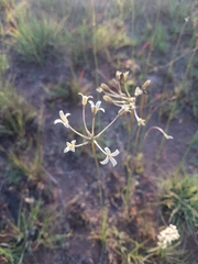 Kohautia amatymbica