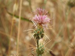 Centaurea spruneri