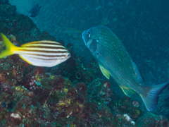 Acanthopagrus australis