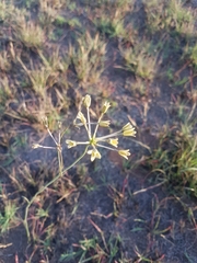 Kohautia amatymbica