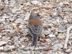 Junco hyemalis dorsalis