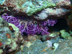Stylaster roseus