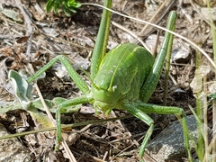 Polysarcus denticauda