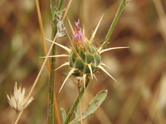 Centaurea spruneri