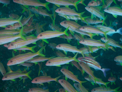 Mulloidichthys vanicolensis