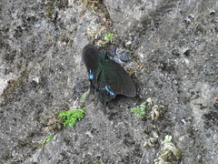 Papilio paris