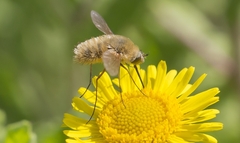 Bombyliinae