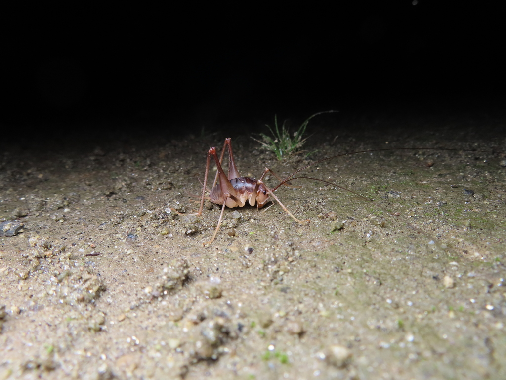 Atachycines apicalis