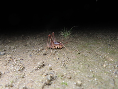 Atachycines apicalis apicalis