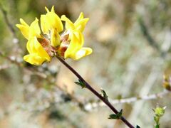 Aspalathus tridentata tridentata