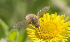 Bombyliinae