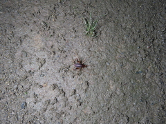 Atachycines apicalis apicalis