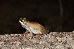Litoria rubella