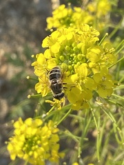 Eristalis arbustorum