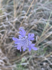 Scabiosa columbaria