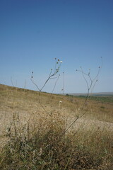 Scabiosa praemontana
