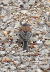 Junco hyemalis dorsalis