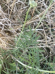 Scabiosa columbaria