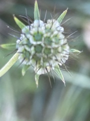 Scabiosa columbaria