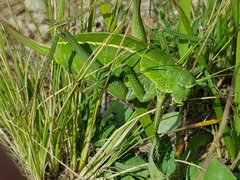 Polysarcus denticauda