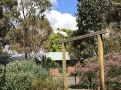 Threskiornis molucca