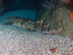 Orectolobus halei