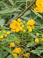 Senna pendula