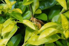 Polistes olivaceus