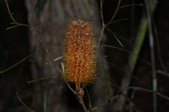 Banksia collina