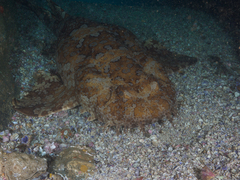 Orectolobus halei