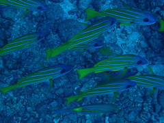 Lutjanus kasmira