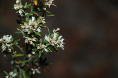 Acrotriche aggregata