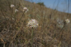 Allium marschalianum
