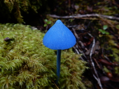 Entoloma hochstetteri