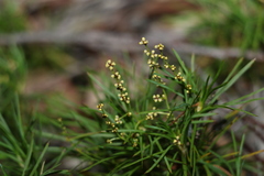 Lomandra obliqua